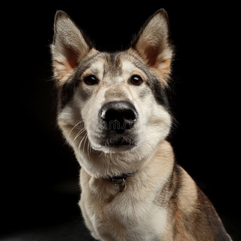 A large, fluffy dog with wolf-like features and striking golden eyes stands in a snowy landscape. Its fur is a mix of gray, white, and brown, adding to its strong, majestic appearance. The background is blurred, highlighting the dog's textured coat and intense gaze. The natural snowy setting suggests a cold climate, enhancing the dog's rugged and resilient look. East Siberian Laika. Al Generated. Siberian wolf illustrations