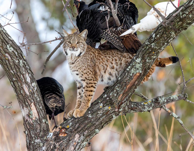 A Eurasian lynx (*Lynx lynx*) is perched on a tree branch, surrounded by autumn foliage. Its tufted ears, distinct facial markings, and piercing amber eyes are prominent. The lynx s fur is a mix of light brown and grey, providing effective camouflage among the brown and orange leaves. The blurred background suggests a woodland setting, highlighting the lynx as an elusive forest predator. Bobcat hunting wild turkeys in tree. Al Generated