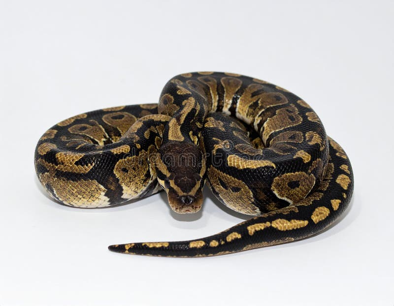 Closeup of a african coiled royal or ball python snake on a white background royalty free illustration