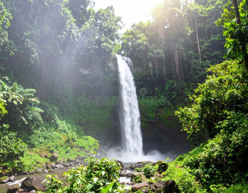 Generated image Panoramic View of Tropical Waterfall in Lush Green Jungle. Tall waterfall cascades into a pool surrounded by lush rainforest. Dense vegetation, including various green plants and trees, frames the view. Sunlight creates a misty effect around the waterfall, enhancing the natural beauty. A single yellow flower in the foreground adds a splash of color. The scene suggests a tropical location with abundant biodiversity.
