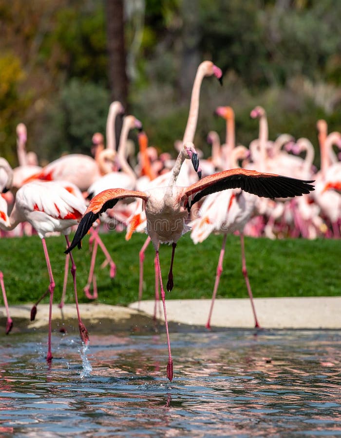 A flock of flamingos (Phoenicopterus) in flight against a blue sky. The birds exhibit vibrant pink and orange plumage with black-tipped wings. Their long necks and legs are extended as they glide in unison. The background includes a hint of green foliage, suggesting a natural habitat. The sunlight adds a warm glow to the scene, indicating a possible sunrise or sunset. This image captures the grace and coordination typical of flamingos in their natural environment. View of elegant flamingos in flight at Flamenco. Al Generated. Possible sunrise illustrations