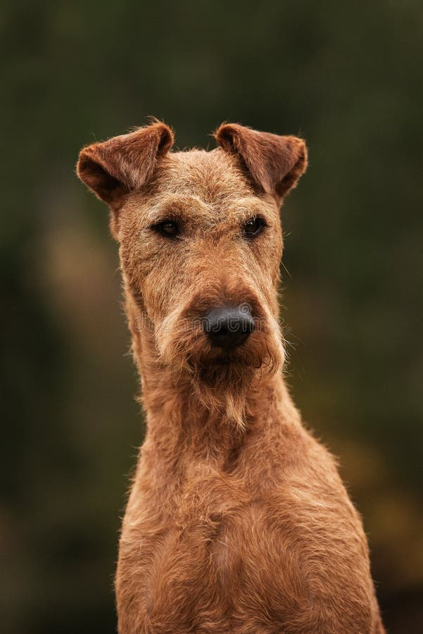 Airedale Terrier Dog Breeds: Loyal Companions Explained