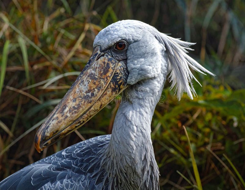 Dark Shoebill Stock Illustrations – 114 Dark Shoebill Stock