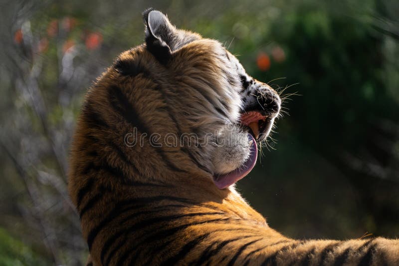 A tiger (Panthera tigris) is captured in profile, its head turned to the side with its tongue extended. The fur on its head and neck features distinctive orange and black stripes. Sunlight illuminates its face, highlighting the texture of its fur. Background is blurred with hints of greenery and some red elements that suggest foliage. The image focuses on the strength and majesty of the animal. Wildcat side profile stock images, royalty-free photos and pictures