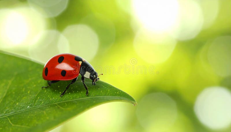 Ladybug on green leaf against blurred background, macro view. Space for text 5 stock illustration