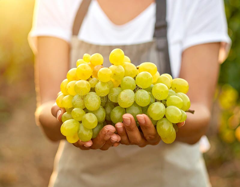 A person is holding a large cluster of ripe green grapes (Vitis vinifera). The grapes are illuminated by warm sunlight, creating a golden glow. The background is softly blurred, suggesting a vineyard setting. The person is dressed in a light-colored garment, with focus on their hand gently cradling the grapes. The bright light and lush grapes evoke a sense of early harvest season. Woman holding bunch of fresh ripe juicy grapes in vineyard, closeup. GENERATED IMAGE. Light cradling illustrations