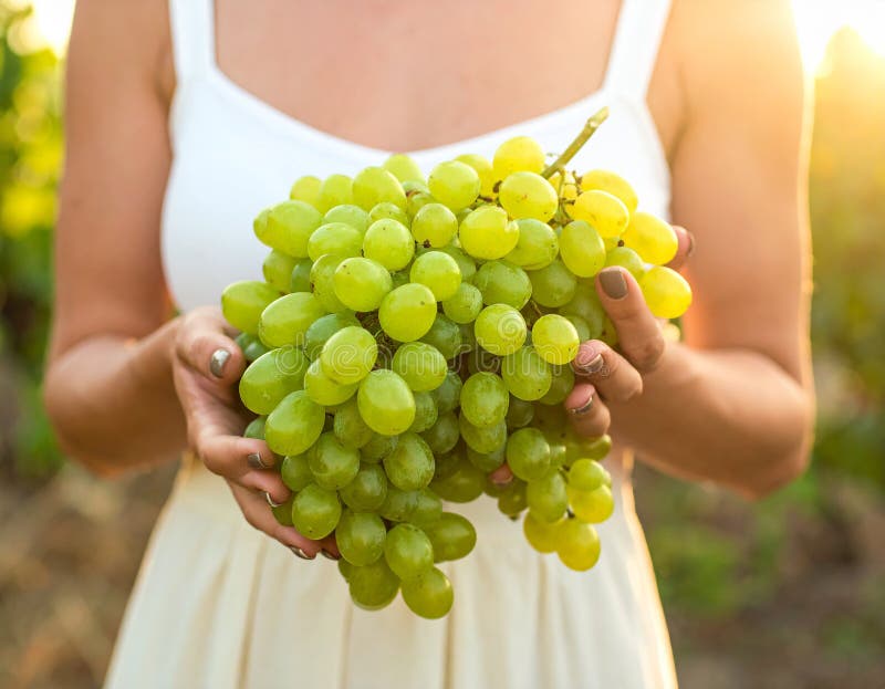 A person is holding a large cluster of ripe green grapes (Vitis vinifera). The grapes are illuminated by warm sunlight, creating a golden glow. The background is softly blurred, suggesting a vineyard setting. The person is dressed in a light-colored garment, with focus on their hand gently cradling the grapes. The bright light and lush grapes evoke a sense of early harvest season. Woman holding bunch of fresh ripe juicy grapes in vineyard, closeup. GENERATED IMAGE. Light cradling illustrations