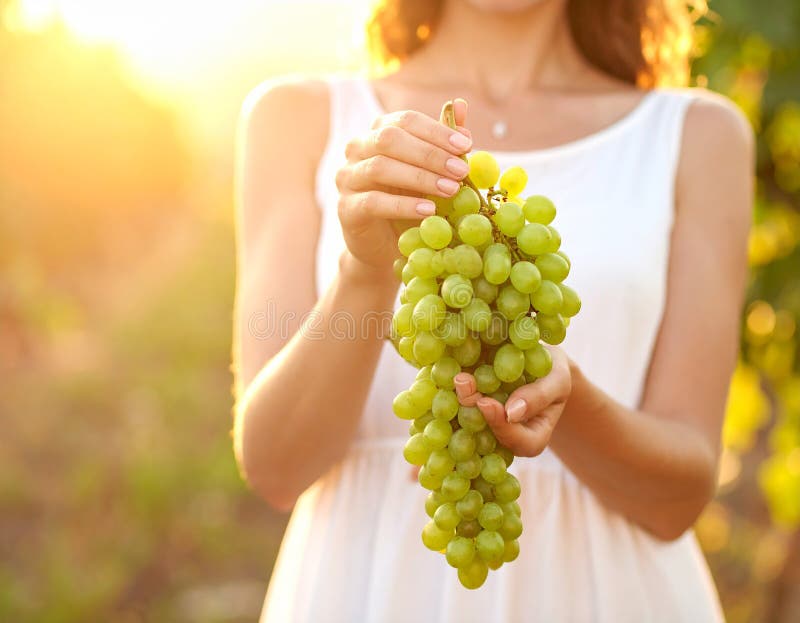 A person is holding a large cluster of ripe green grapes (Vitis vinifera). The grapes are illuminated by warm sunlight, creating a golden glow. The background is softly blurred, suggesting a vineyard setting. The person is dressed in a light-colored garment, with focus on their hand gently cradling the grapes. The bright light and lush grapes evoke a sense of early harvest season. Woman holding bunch of fresh ripe juicy grapes in vineyard, closeup. GENERATED IMAGE. Light cradling illustrations