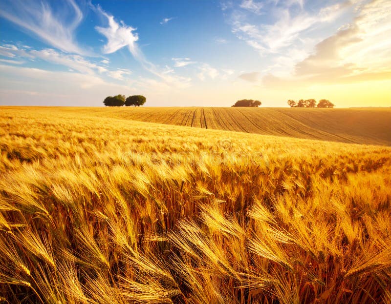Golden Wheat Field in Summer vector illustration