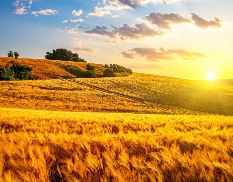 Golden Wheat Field in Summer royalty free illustration