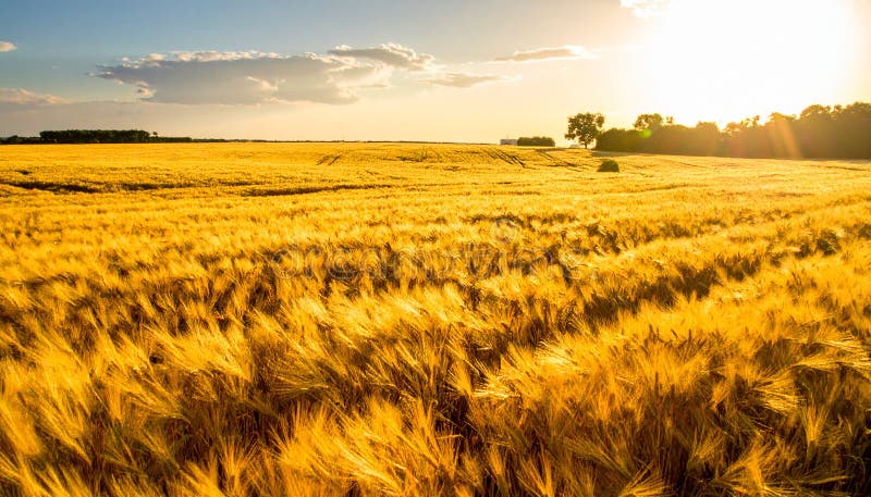 Golden Wheat Field in Summer royalty free illustration