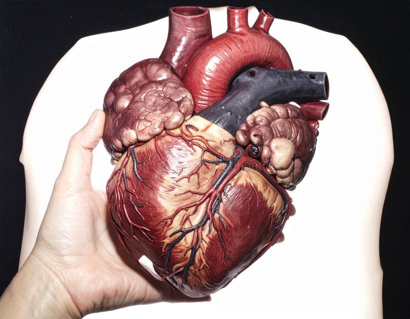 A hand holds a detailed anatomical heart model against a plain background vector illustration