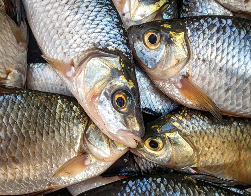 A pile of freshly caught fish, likely from a freshwater source, is shown with overlapping bodies vector illustration
