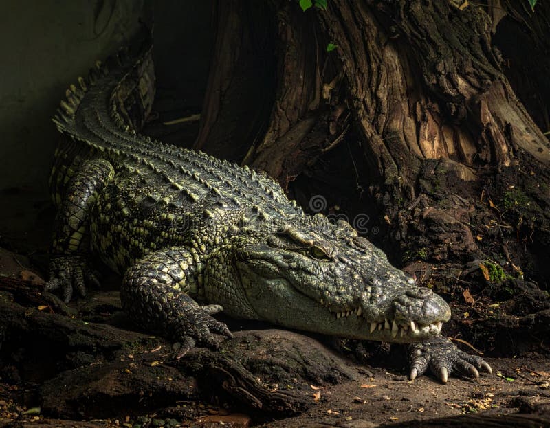 A large crocodile rests on the forest floor beside twisted tree roots. Its scaly skin is dark green with lighter patches, blending with the earthy surroundings. The crocodile's body is elongated, with powerful limbs and a muscular tail. Its eyes are partially open, and it has a noticeable jawline with visible teeth. The scene is dimly lit, creating a natural and primal atmosphere. Muscular tree illustrations