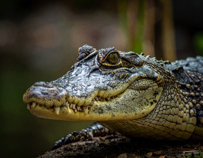 Close-up of a Caiman (family Alligatoridae), with a textured vector illustration
