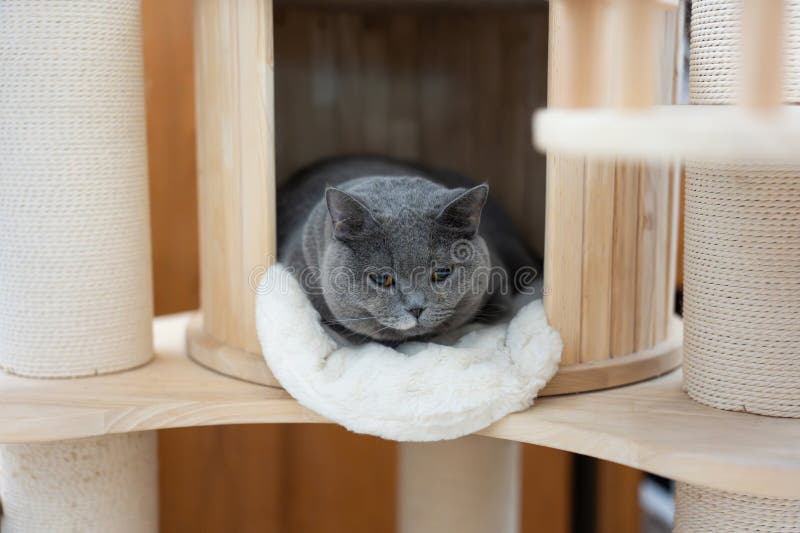 Gray cat resting inside wooden cat tree with soft white cushion, calm and cozy indoor scene