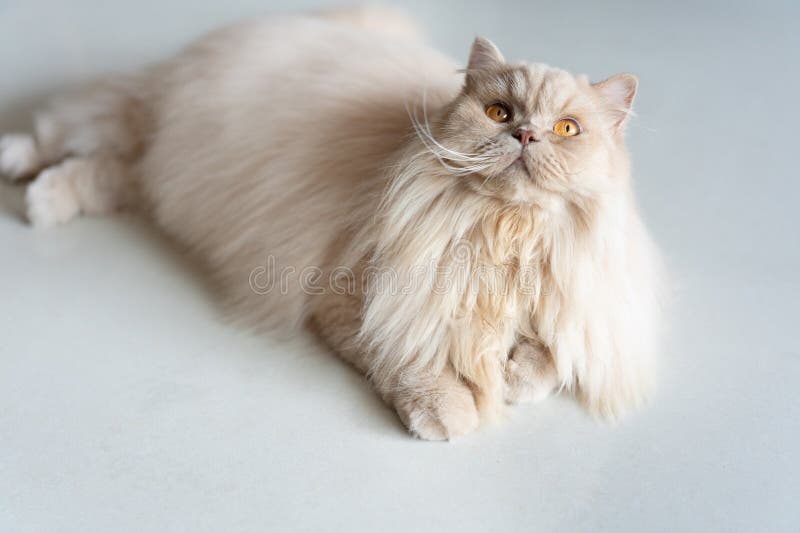 Fluffy Persian cat with golden eyes lying on light gray surface, looking upward with curious expression