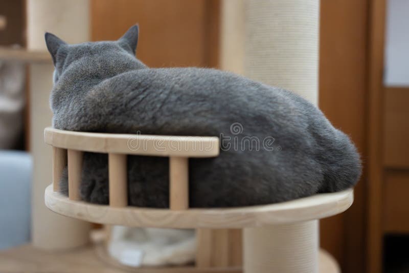 Gray Cat Resting on Wooden Cat Tree Platform