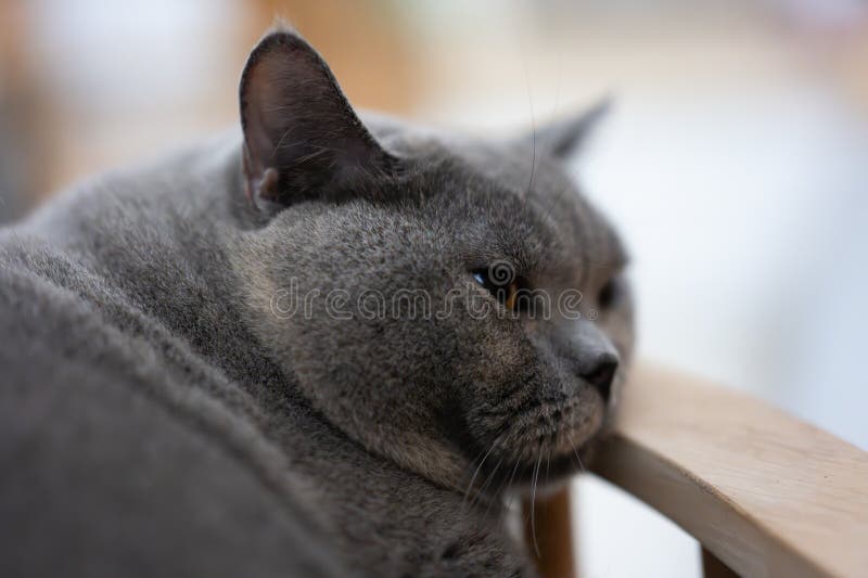 Close-up of a Gray Cat Resting on a Wooden Chair