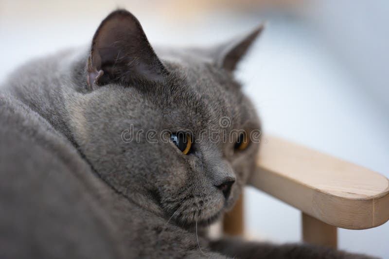 Close-up of a Gray Cat Resting on a Wooden Chair