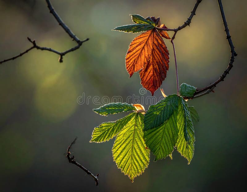 Close-up of tree leaves in varying stages of color transition stock illustration