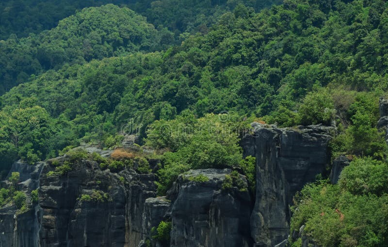 For making background images nature and trees stock photo