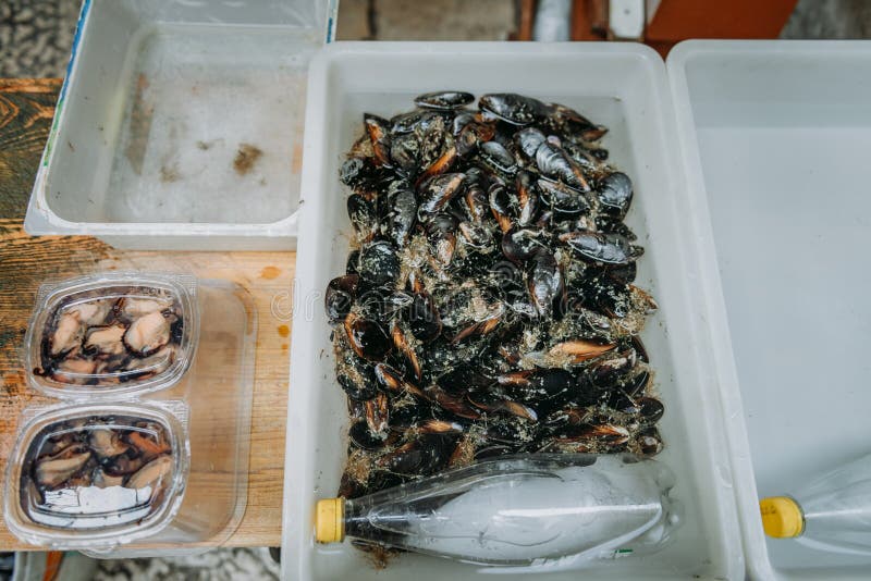 Genere differente di fresco, dentici al mercato locale Pesce tropicale fresco sul vassoio Ha ordinato i pesci di mare freschi sop immagini stock Genere differente di fresco, dentici al mercato locale Pesce tropicale fresco sul vassoio Ha ordinato i pesci di mare freschi sop immagini stock