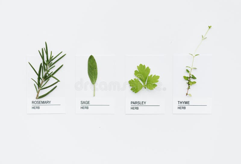 Generi differenti di erbe isolate fotografie stock libere da diritti