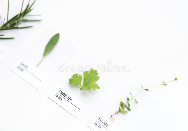 Generi differenti di foglie isolate fotografie stock