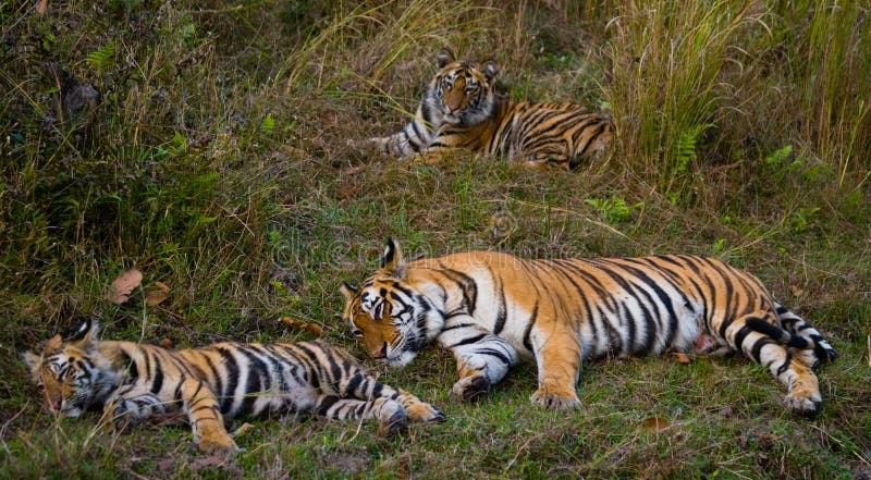 Generi e figli la tigre di Bengala selvaggia nell'erba L'India SOSTA NAZIONALE DI BANDHAVGARH Madhya Pradesh fotografie stock libere da diritti Generi e figli la tigre di Bengala selvaggia nell'erba L'India SOSTA NAZIONALE DI BANDHAVGARH Madhya Pradesh fotografie stock libere da diritti