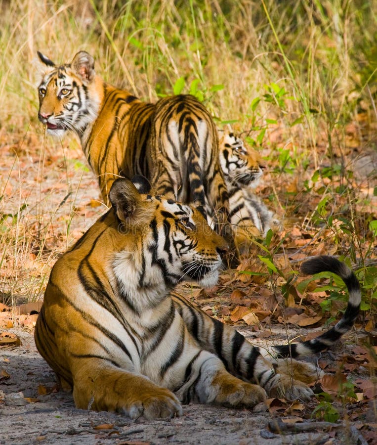 Generi e figli la tigre di Bengala selvaggia nell'erba L'India SOSTA NAZIONALE DI BANDHAVGARH Madhya Pradesh fotografia stock libera da diritti Generi e figli la tigre di Bengala selvaggia nell'erba L'India SOSTA NAZIONALE DI BANDHAVGARH Madhya Pradesh fotografia stock libera da diritti