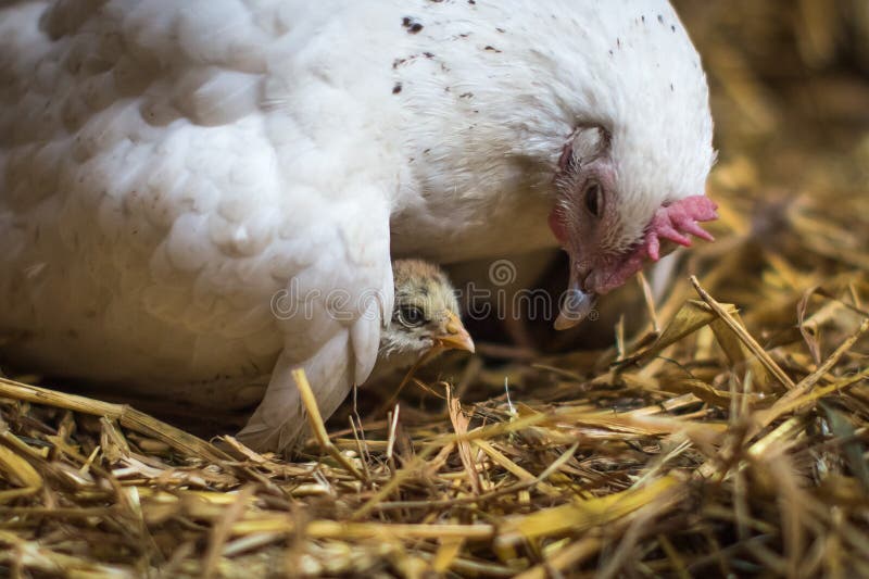 Generi la gallina che si siede sul suo pulcino che fornisce la cura e la sicurezza