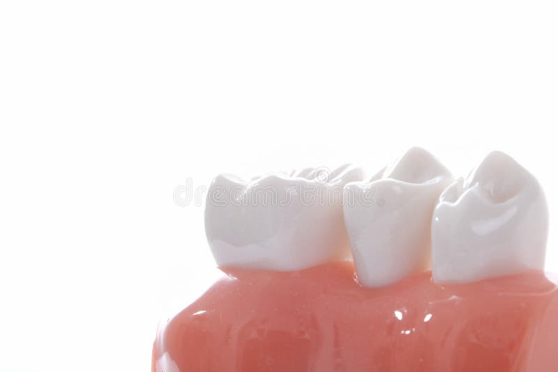 Generic dental teeth model royalty free stock photos Generic dental teeth model royalty free stock photos