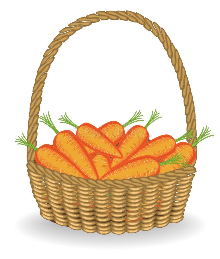 Generous harvest. In a beautiful wicker basket, fresh carrots. The vegetables are very tasty and vitamin. It is necessary for royalty free illustration