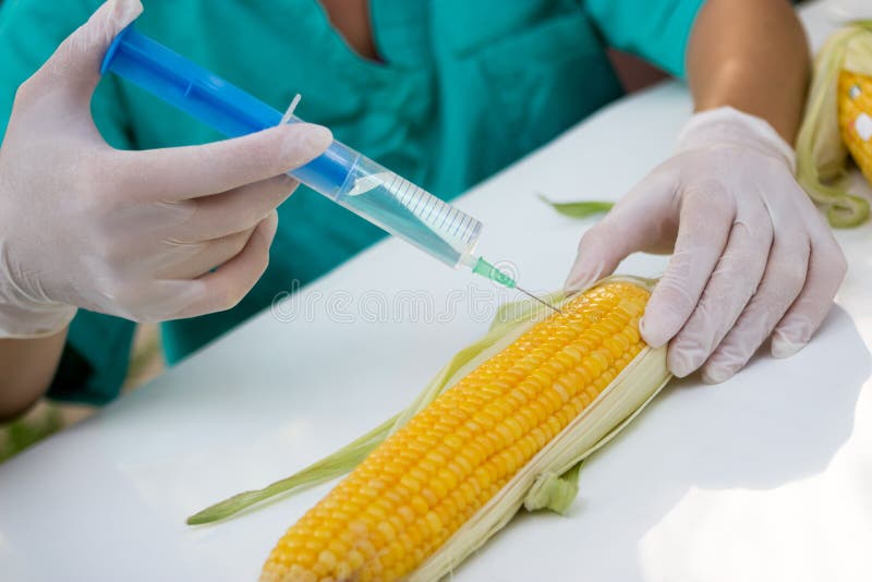 Engineering on Corn Stock Photo Image of laboratory, danger