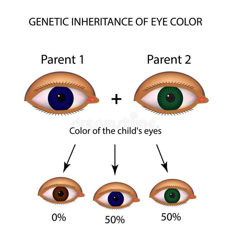 Genetic Inheritance Of Eye Color Brown Blue Green Eyes Infographics Stock Vector Illustration Of Light Icon 100442408