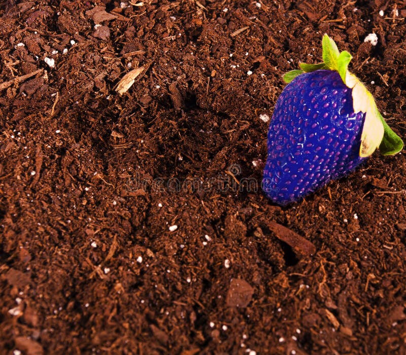Blue Strawberry stock photo. Image of crazy, natural 29740190