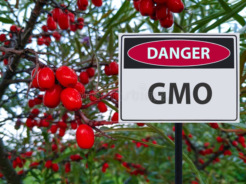 Genetically modified berries and a sign of the danger of GMOs