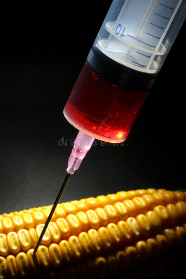 Modified Corn Food Concept Stock Photo Image of close