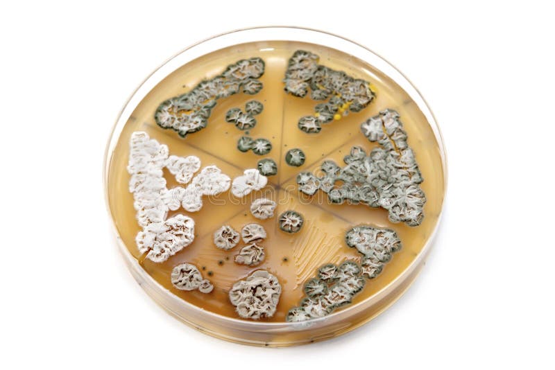 Genetically modified fungi on agar plate stock image Genetically modified fungi on agar plate stock image