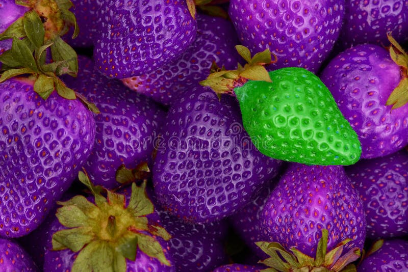 Modified Organisms Strawberries GMO Modified Food Stock