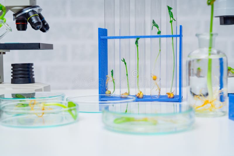 Modified Plant Tested .Ecology Laboratory Exploring New