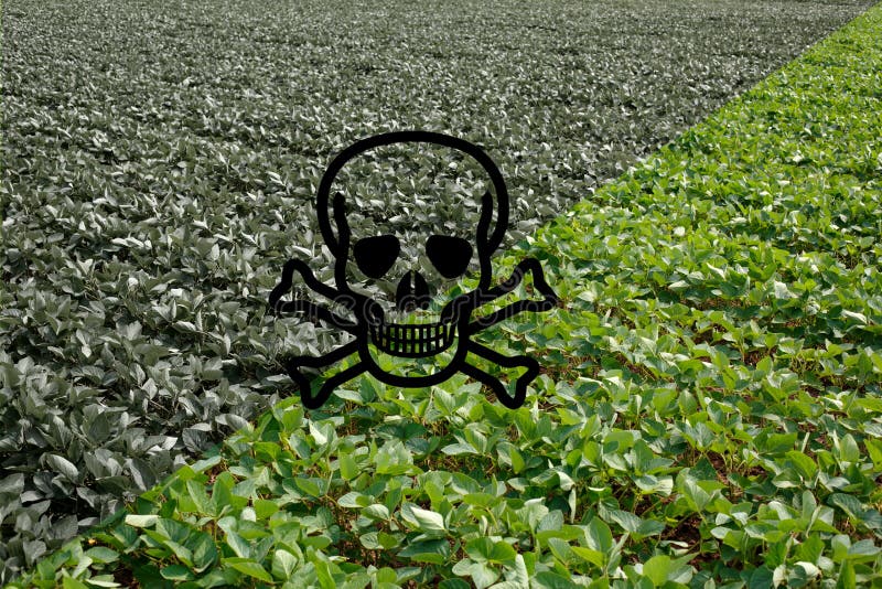 Modified Soybean In The Field Or GMO Soybean Stock Image