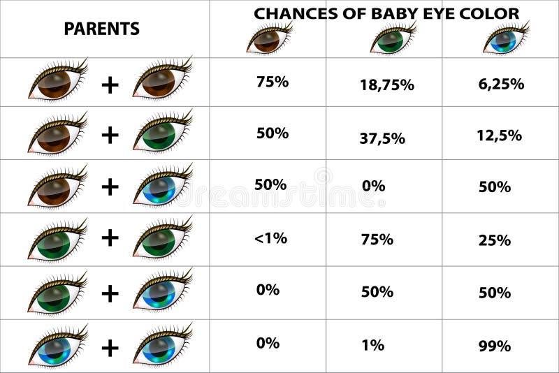 Eye Color Probability Chart