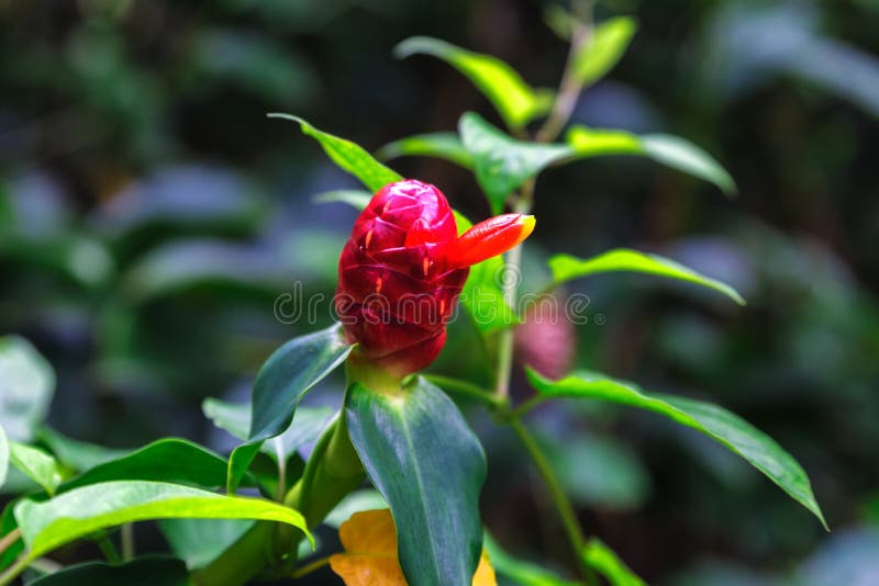 Gengibre principal indiano, ou Costus Woodsonii, opinião vermelha do fim da flor foto de stock royalty free Gengibre principal indiano, ou Costus Woodsonii, opinião vermelha do fim da flor foto de stock royalty free