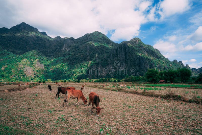 Genießen der Landschaft von vang vieng in Laos Sehr peacefull, das außerhalb der beschäftigten Stadt umgibt Entspannung mit den K lizenzfreies stockfoto Genießen der Landschaft von vang vieng in Laos Sehr peacefull, das außerhalb der beschäftigten Stadt umgibt Entspannung mit den K lizenzfreies stockfoto