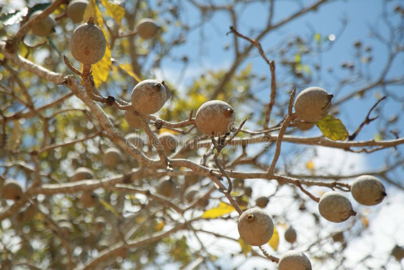 Genipapo Fruit for Sale in Salvador Stock Image Image of nature