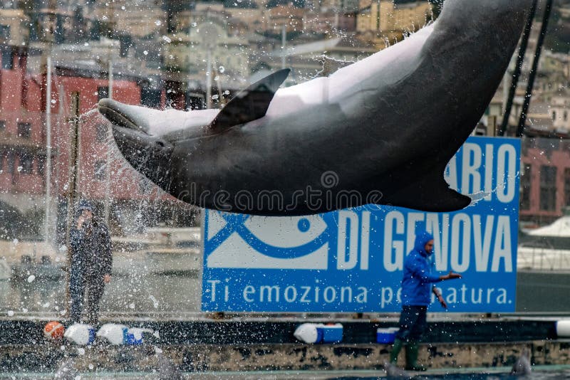 GENOA, ITALY - MARCH 4 2018 - genoa aquarium dolphins stock photography GENOA, ITALY - MARCH 4 2018 - genoa aquarium dolphins stock photography