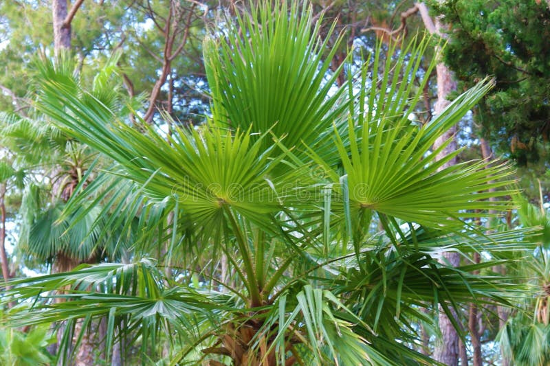 Genomen op een zonnige dag Tropisch palmblad Het mooie Blad van de Palm stock foto Genomen op een zonnige dag Tropisch palmblad Het mooie Blad van de Palm stock foto