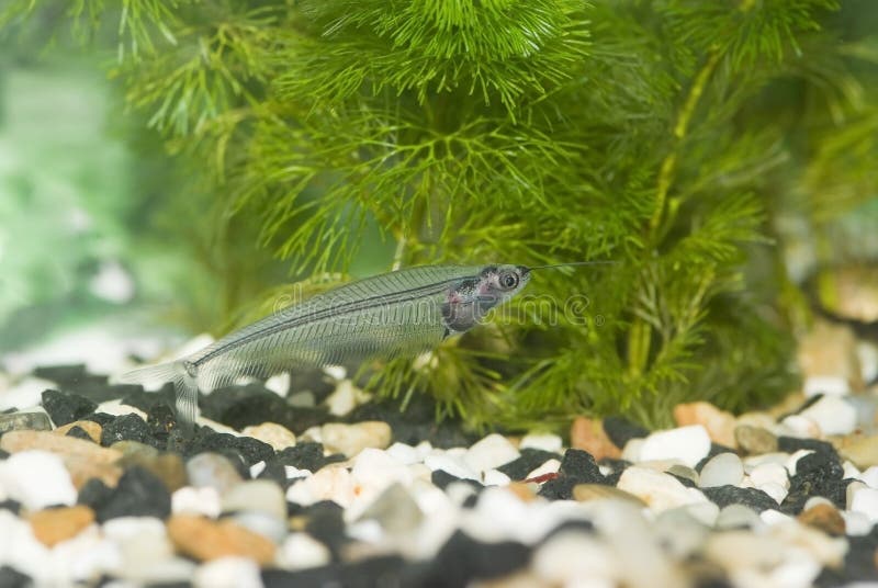 Genomskinlig akvariefisk royaltyfri foto